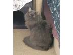 Adopt Grayson bonded with Sissy a Nebelung