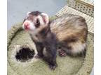 Adopt Junior, shimmy and baby a Ferret