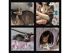Adopt PENNY & PIPER...BONDED SISTER KITTENS....FIXED/SHOTS /CHIPPED a Tabby