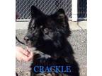 Adopt CRACKLE a Alaskan Malamute, Husky
