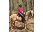LEASE Awesome Trail Horse