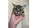 Adopt Ptah 2 years old a Egyptian Mau