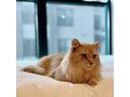 Adopt Archie $50 a Tan or Fawn Domestic Longhair (long coat) cat in Seneca