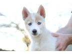 Siberian Husky Puppy for sale in Simi Valley, CA, USA
