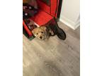 Norfolk Terrier Puppy for sale in Utica, NY, USA
