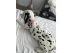 Dalmatian Puppy for sale in Las Vegas, NV, USA