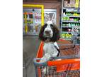 English Springer Spaniel Puppy for sale in Mastic Beach, NY, USA