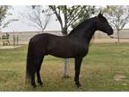 Mil Amores161hh Black PRE Stallion Dressage Prospect