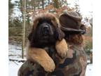 Leonberger Puppy for sale in Pottsville, PA, USA