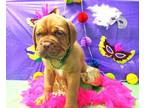 Dogue de Bordeaux Puppy for sale in Middleburg, FL, USA