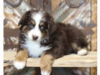 Australian Shepherd Puppy for sale in Hotchkiss, CO, USA