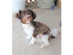 Havanese Puppy for sale in Calhan, CO, USA