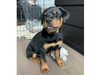 Rottweiler Puppy for sale in Gardner, KS, USA