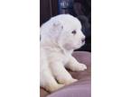 Great Pyrenees Puppy for sale in Eatonton, GA, USA