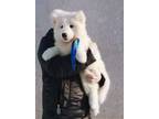 Samoyed Puppy for sale in Unknown, , USA