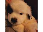 Saint Bernard Puppy for sale in Henderson, NV, USA
