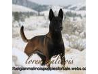 Belgian Malinois Puppy for sale in Ocala, FL, USA