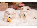 Samoyed Puppy for sale in Unknown, , USA