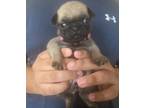 Pug Puppy for sale in Cave City, AR, USA