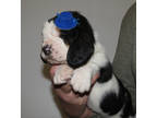 Basset Hound Puppy for sale in Unknown, , USA