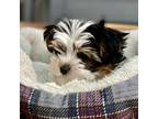 Biewer Terrier Puppy for sale in Olympia, WA, USA