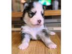 Siberian Husky Puppy for sale in Florissant, CO, USA