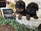 Airedale Terrier Puppy for sale in Unknown, , USA