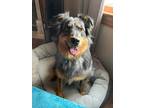 Adopt River a Merle Australian Shepherd / Mixed dog in Courtland, VA (34083786)