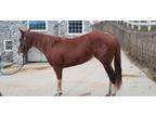 Beautiful well bred sorrel Mare
