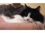 Adopt Tippy $50 a Black & White or Tuxedo Domestic Longhair (long coat) cat in