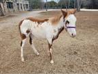 Unregistered PaintPinto Foal