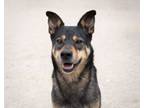 Adopt Baz a German Shepherd Dog, Rottweiler