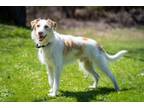 Adopt Billy a Jack Russell Terrier, Spaniel