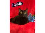 Adopt Freddie a All Black Domestic Mediumhair / Domestic Shorthair / Mixed cat
