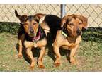 Adopt JOEY & SHAQ a Basset Hound / Beagle / Mixed dog in Franklin, TN (34091343)
