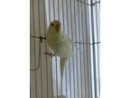 Adopt Daffodil - Bonded To Cookie And Rodger a Budgie bird in Victoria