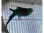 Adopt Cookie - Bonded To Rodger And Daffodil a Budgie bird in Victoria