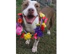 Adopt Cammie a White - with Brown or Chocolate Pit Bull Terrier / Mixed dog in
