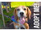 Adopt Timothy a Black - with Tan, Yellow or Fawn Treeing Walker Coonhound /