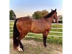 Barrelpole horse Once in a Lifetime horse suitable for youth