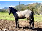 Yearling Quarterhorse Blue Roan