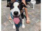Adopt Patches a Beagle / Mixed dog in Ocala, FL (34104730)