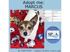 Adopt Marcus a White Jack Russell Terrier / Mixed dog in Niagara Falls