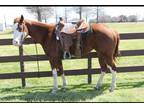 4yo Athletic, Cowy, Chromed Out, Sorrel, Gelding Video Available!