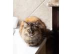 Adopt Belle a Tortoiseshell Maine Coon / Mixed (long coat) cat in San Antonio