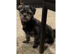 Adopt Sweetie a Miniature Schnauzer / Brussels Griffon / Mixed dog in Columbia