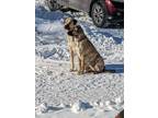 Adopt Lila a Brindle - with White Anatolian Shepherd dog in Petersburg