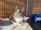 Adopt Camo a Brown Tabby Domestic Shorthair (short coat) cat in Smithers