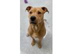 Adopt Buddy a Pit Bull Terrier, Shar-Pei