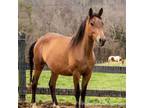 Adopt Rizzo a Quarterhorse, Rocky Mountain Horse